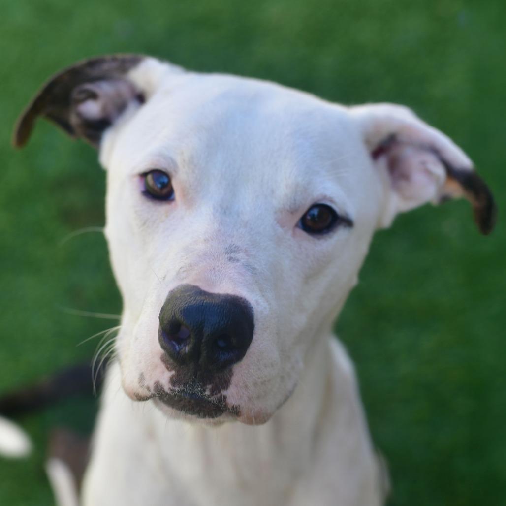 Carter, a Adoptable mixed breed in Ottawa, KS image 2/2