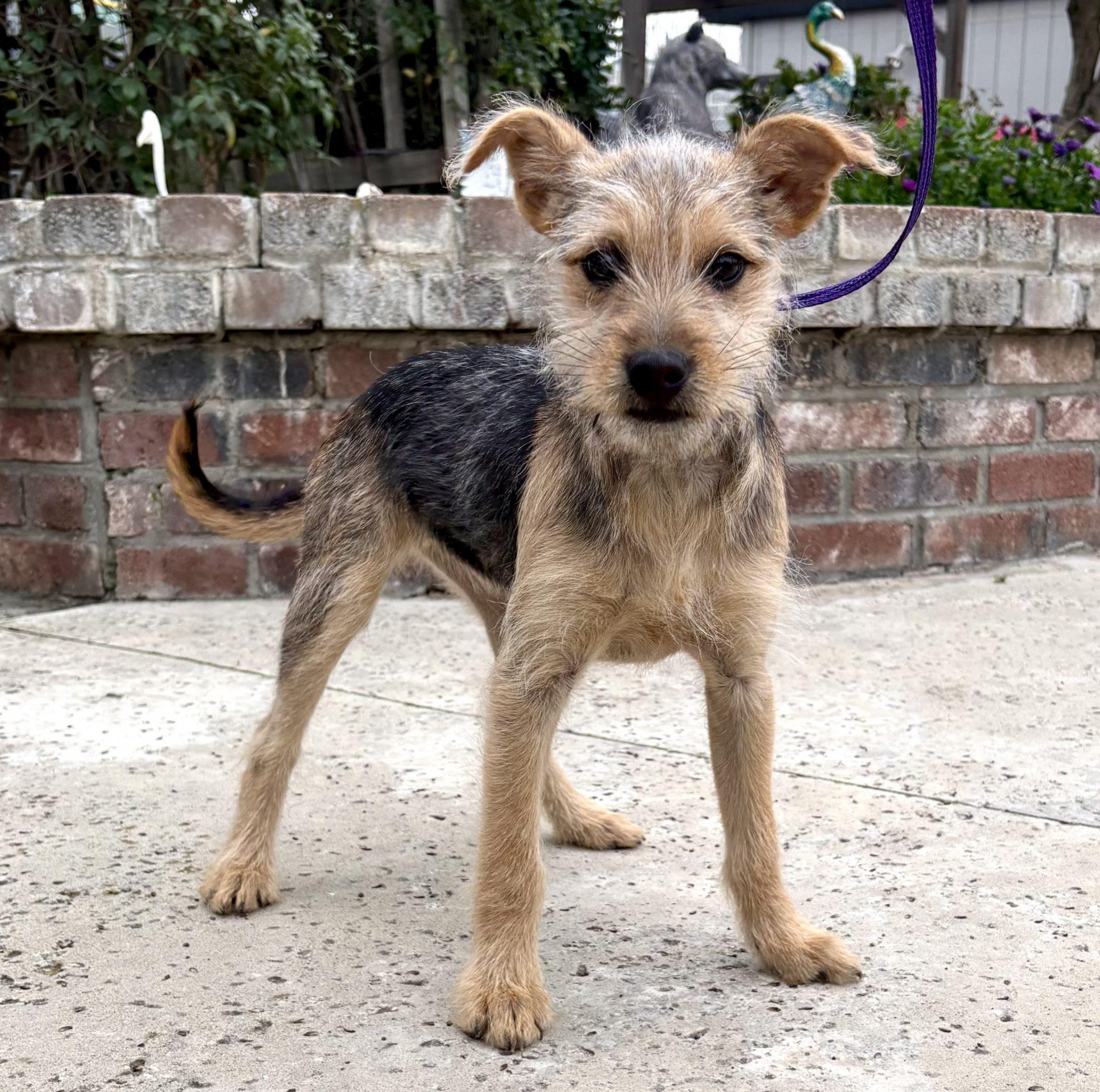 Lacy, Adoptable, Puppy Female Terrier.