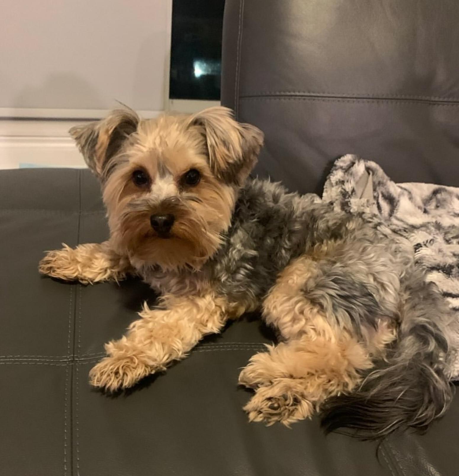 Enlarge Milo, a ADOPTABLE Yorkshire Terrier in Toronto, ON image 3/6