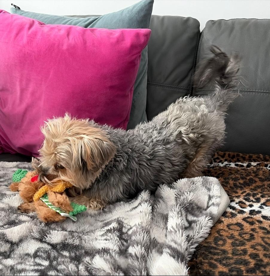 Enlarge Milo, a ADOPTABLE Yorkshire Terrier in Toronto, ON image 5/6