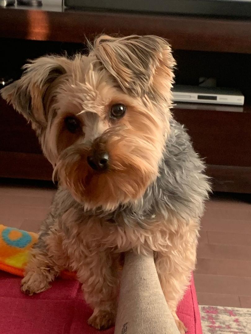 Enlarge Milo, a ADOPTABLE Yorkshire Terrier in Toronto, ON image 4/6