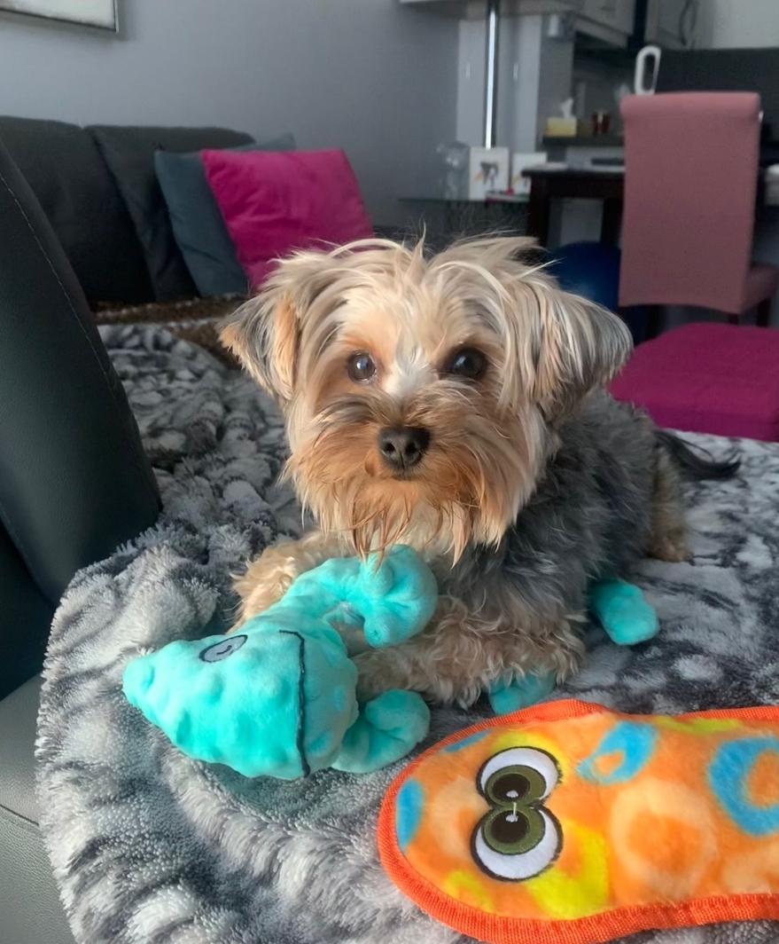 Enlarge Milo, a ADOPTABLE Yorkshire Terrier in Toronto, ON image 6/6