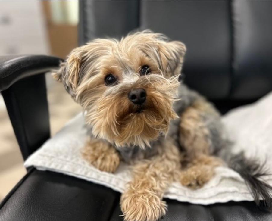 Enlarge Milo, a ADOPTABLE Yorkshire Terrier in Toronto, ON image 1/6