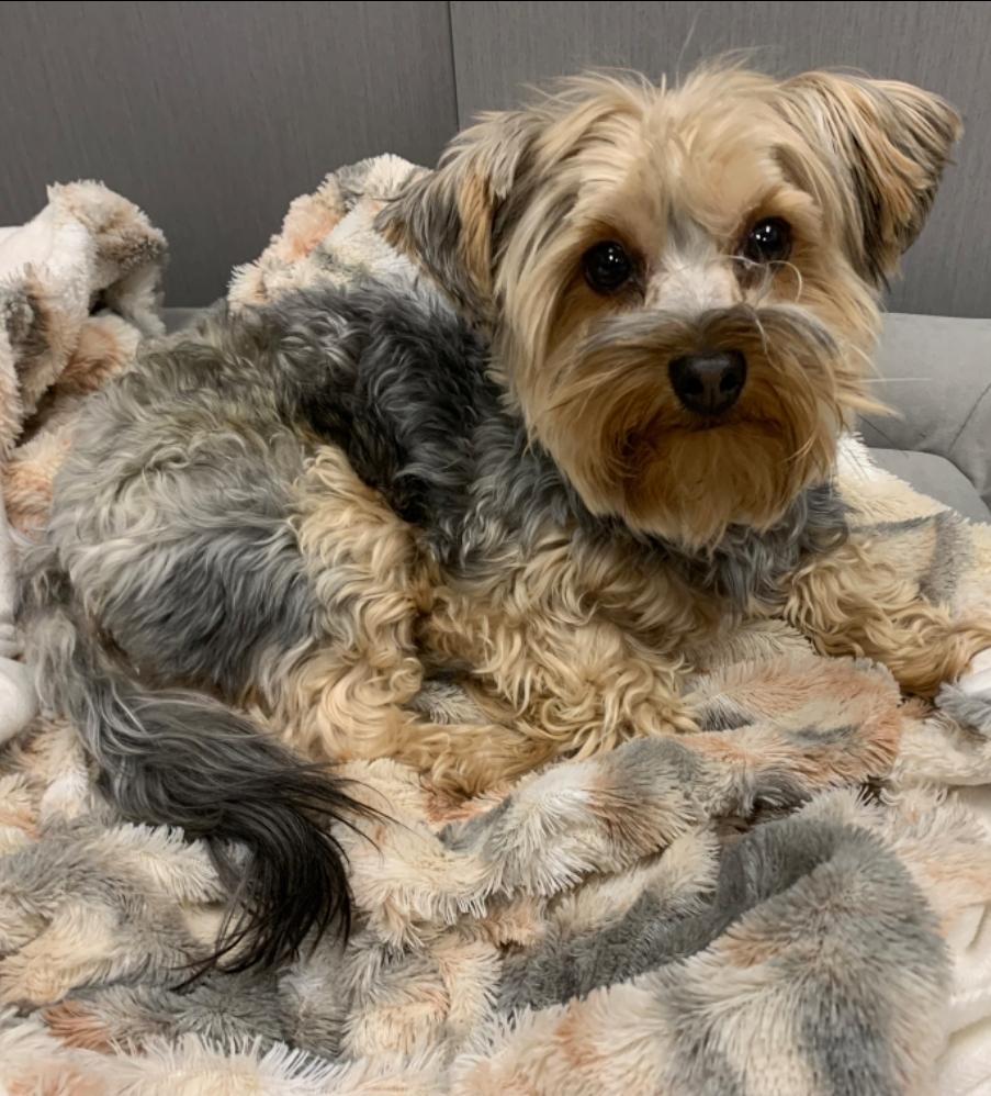 Enlarge Milo, a ADOPTABLE Yorkshire Terrier in Toronto, ON image 2/6