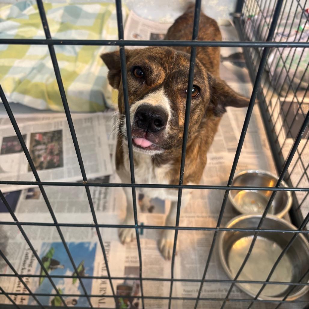 Landy, a Adoptable mixed breed in Clanton, AL image 1/2