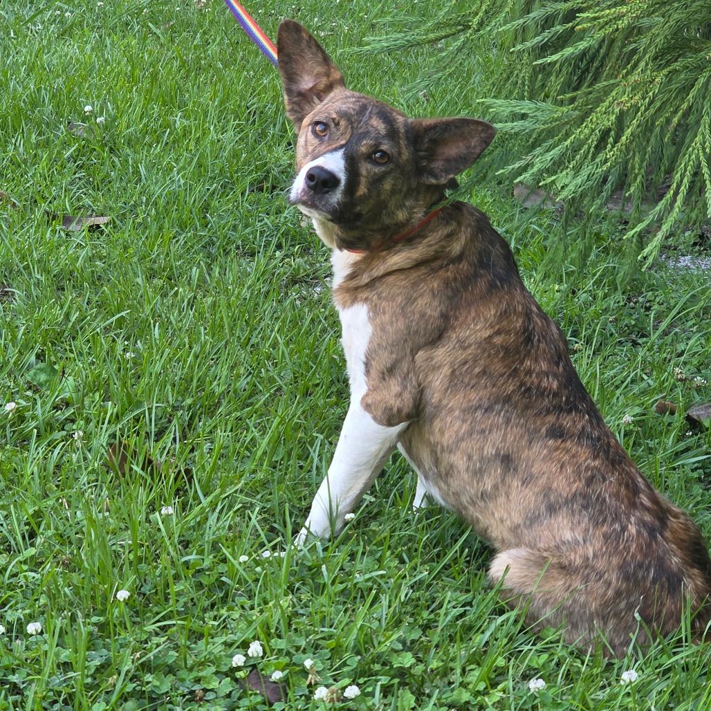 Landy, a Adoptable mixed breed in Clanton, AL image 2/2