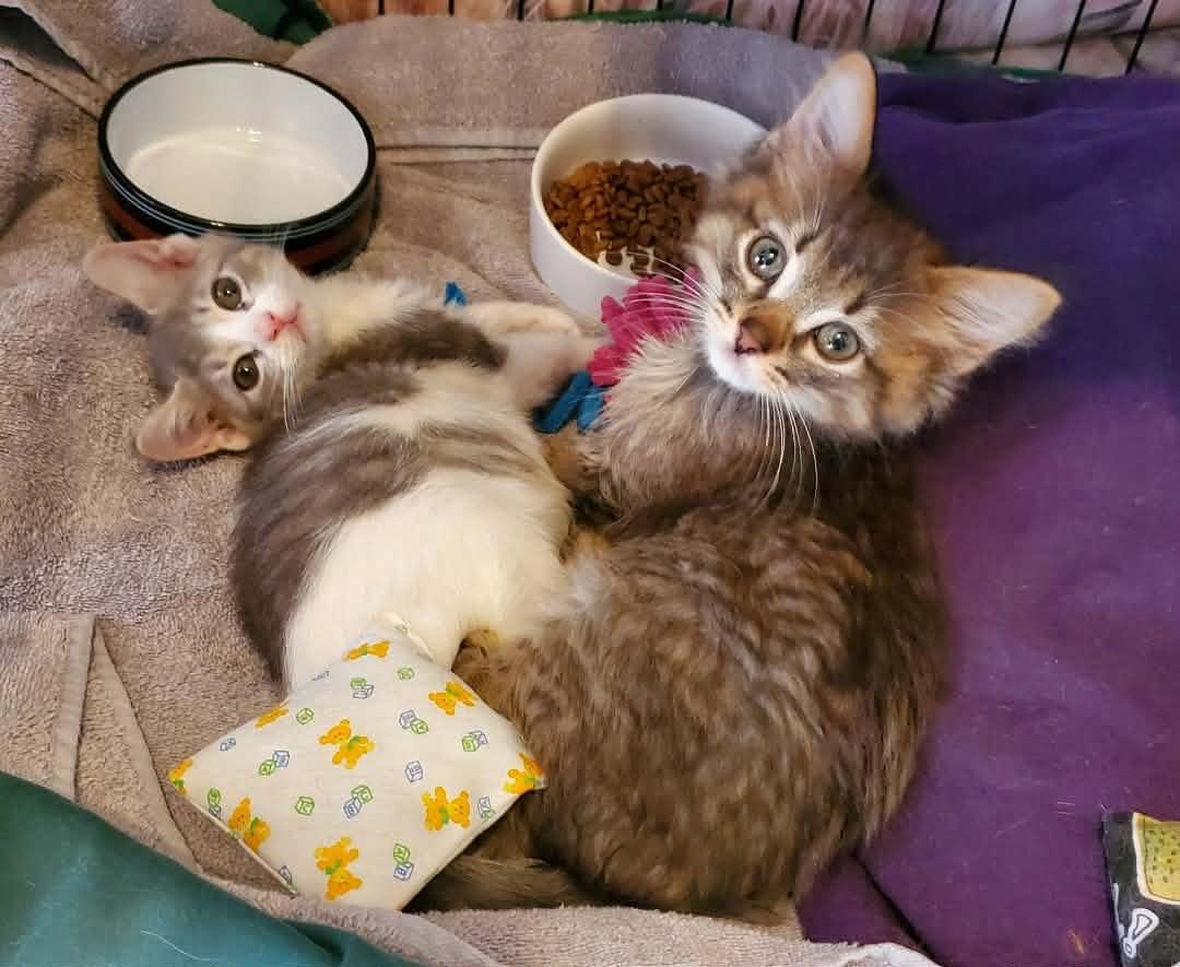 Enlarge Bond, a ADOPTABLE Domestic Long Hair in Sedalia, MO image 2/6