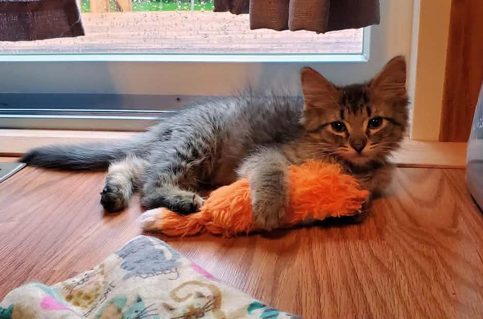 Enlarge Bond, a ADOPTABLE Domestic Long Hair in Sedalia, MO image 5/6