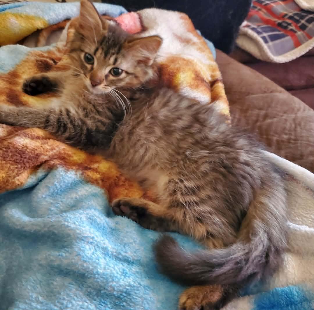 Bond, ADOPTABLE, Kitten Male Domestic Long Hair.