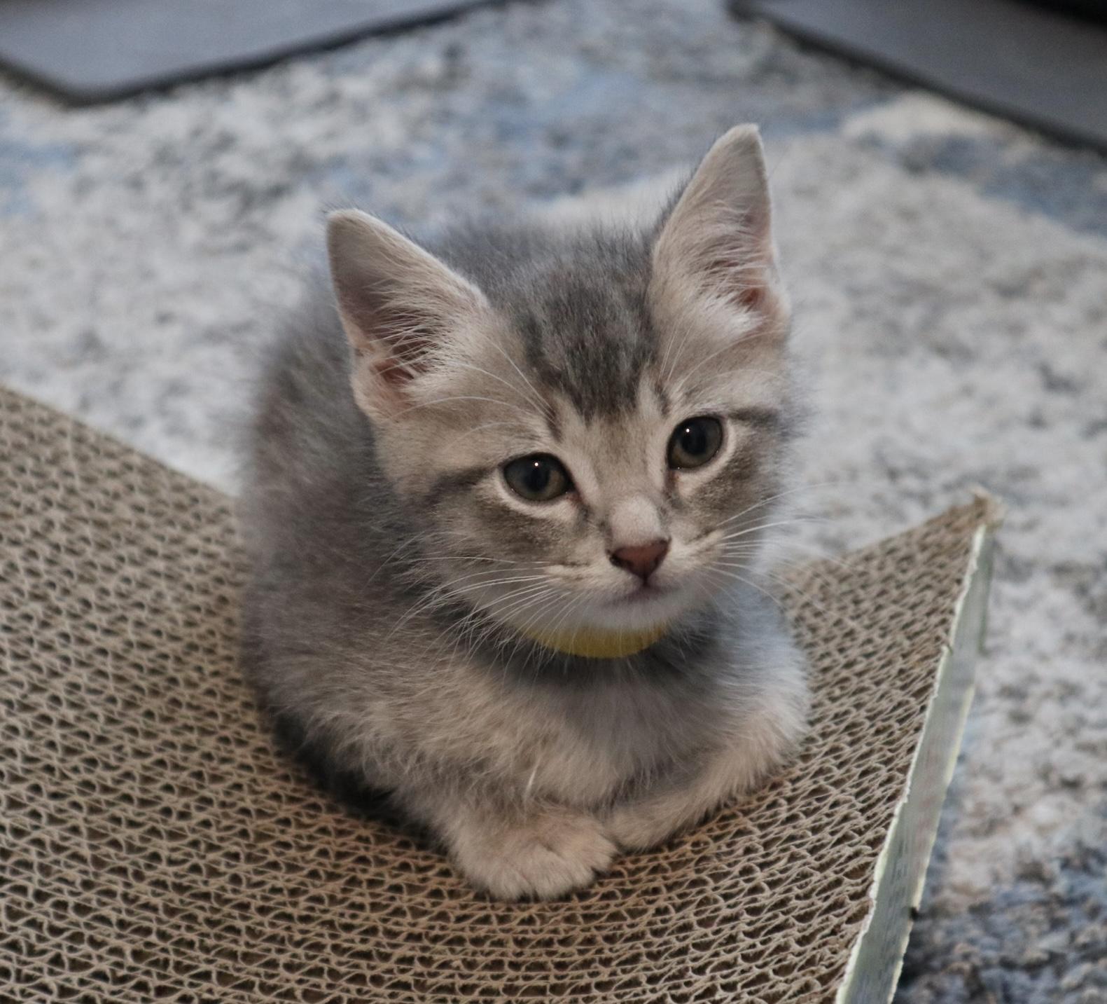 Silverbolt, an adopted Domestic Short Hair in Rossville, TN image 3/5
