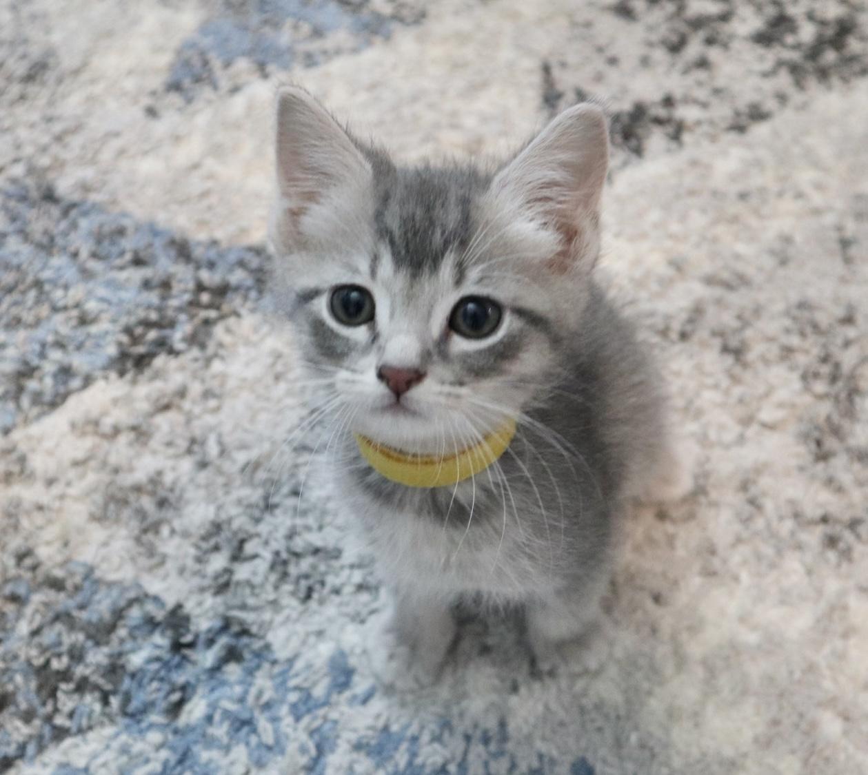 Silverbolt, an adopted Domestic Short Hair in Rossville, TN image 2/5