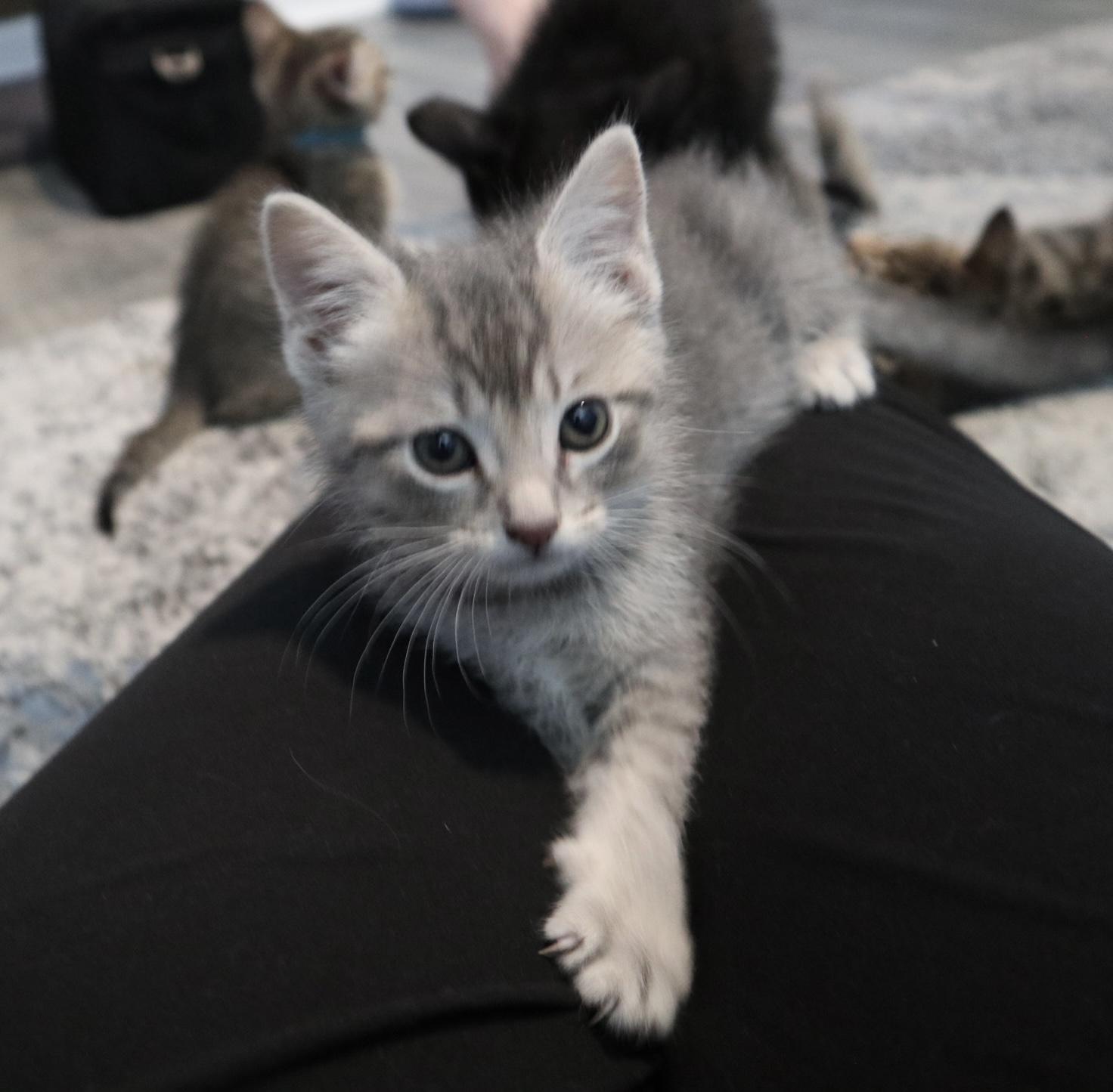 Silverbolt, adopted, Kitten Male Domestic Short Hair.