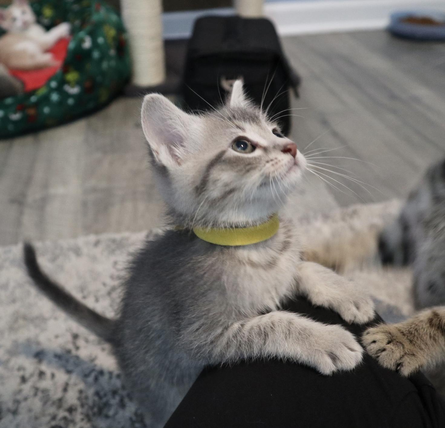 Silverbolt, an adopted Domestic Short Hair in Rossville, TN image 4/5