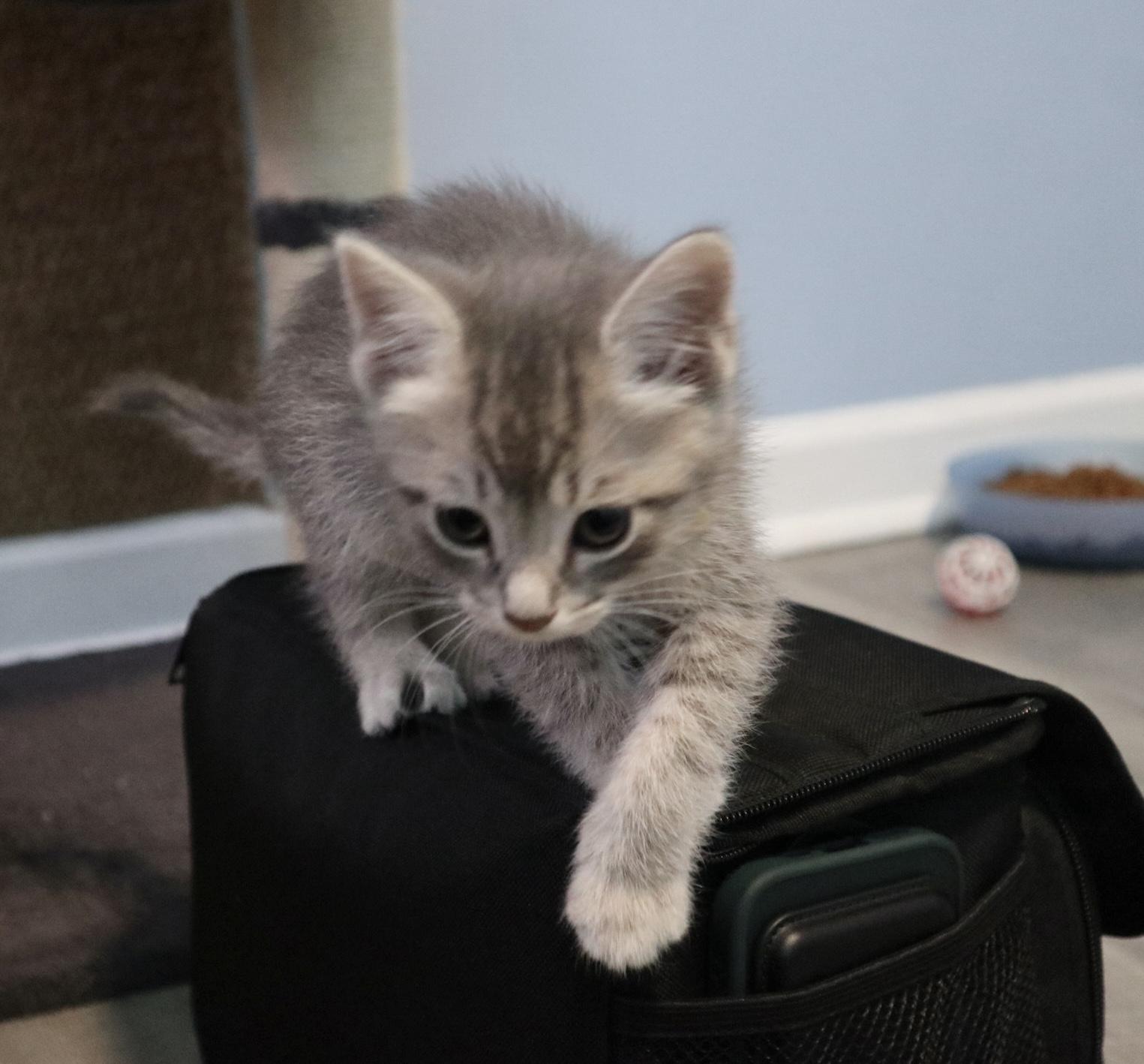 Silverbolt, an adopted Domestic Short Hair in Rossville, TN image 5/5