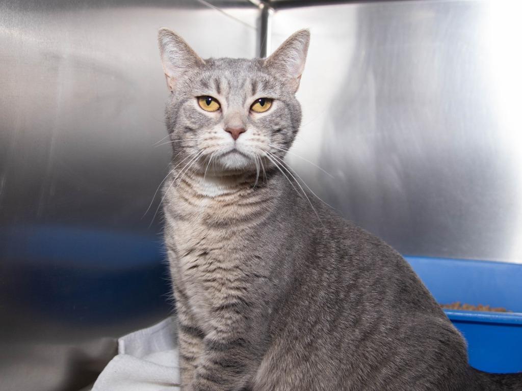 Enlarge Razzle, a Adoptable mixed breed in Lansing, KS image 1/2