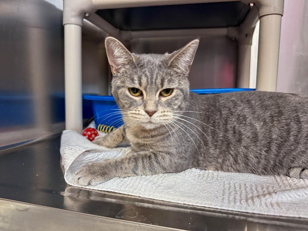 Razzle, Adoptable, Young Female Domestic Short Hair.