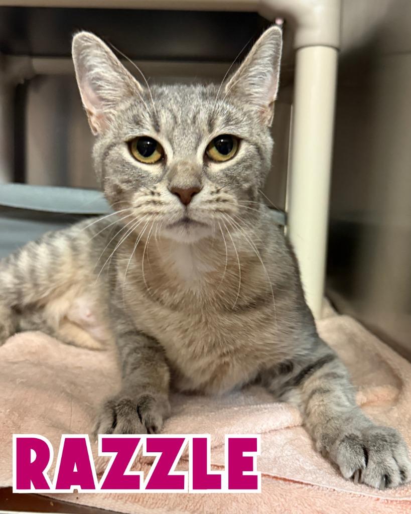 Enlarge Razzle, a Adoptable mixed breed image 2/2