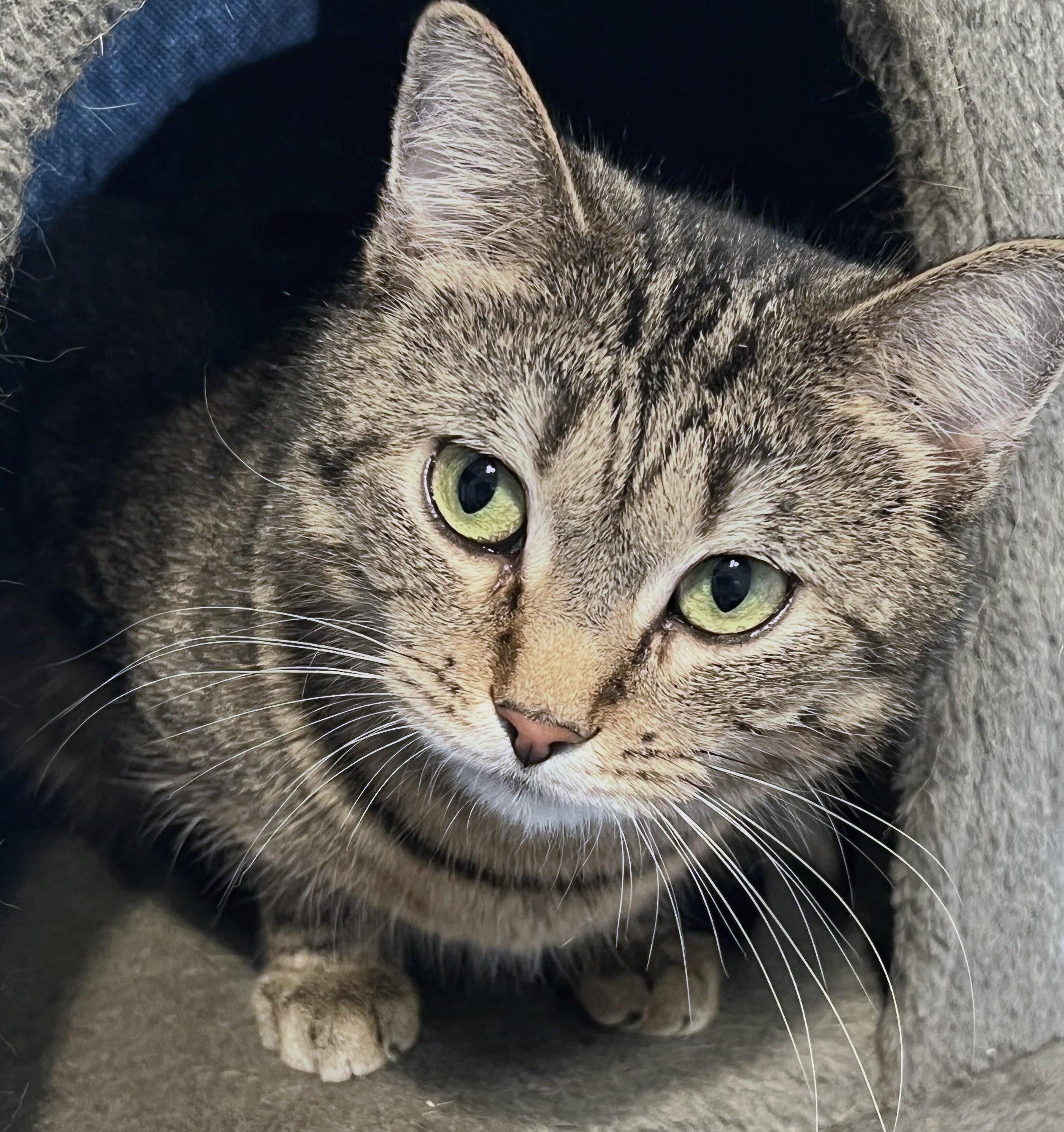 Harper, a Adoptable mixed breed in Allentown, NJ image 2/4