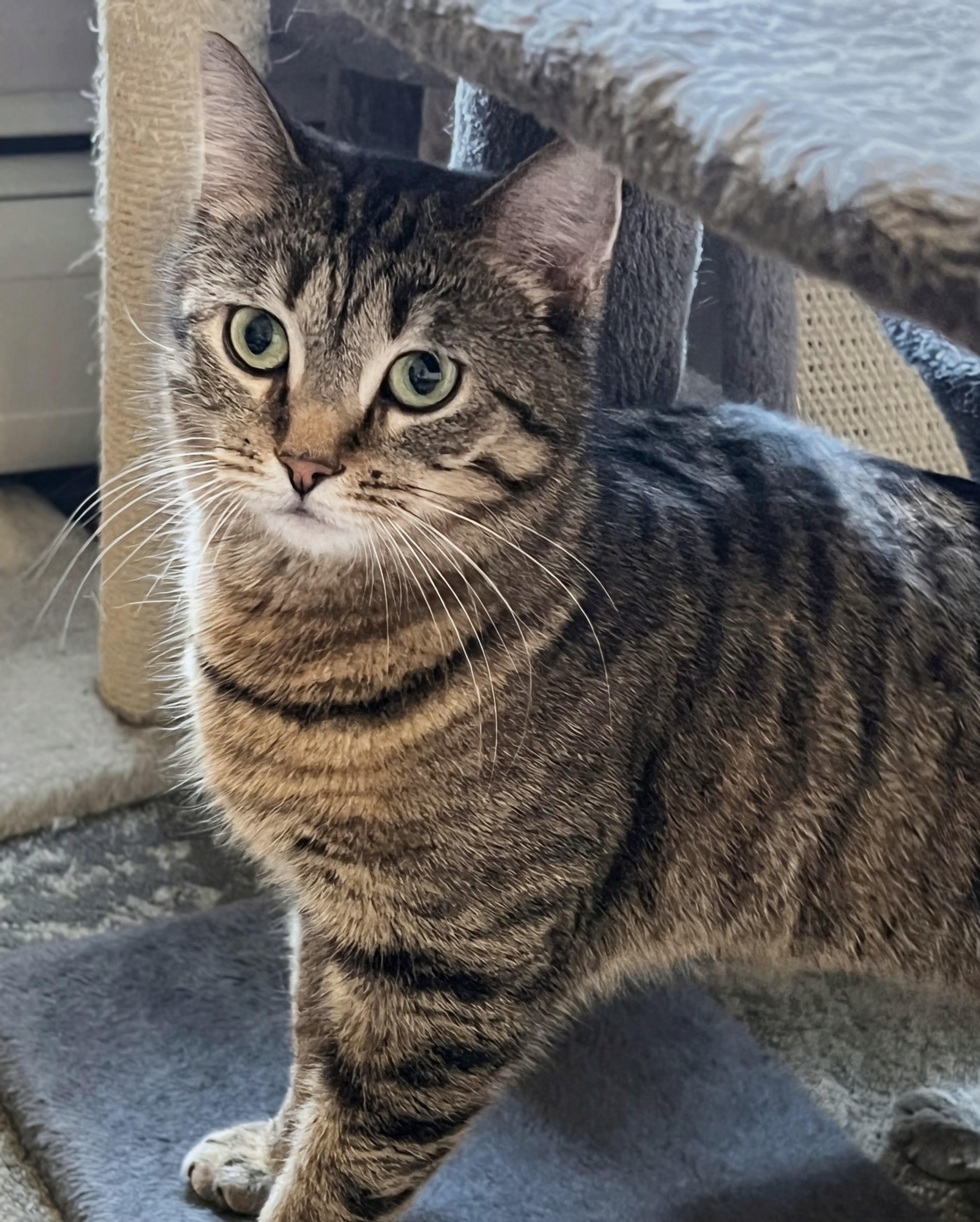 Harper, Adoptable, Young Female Abyssinian & Domestic Short Hair.