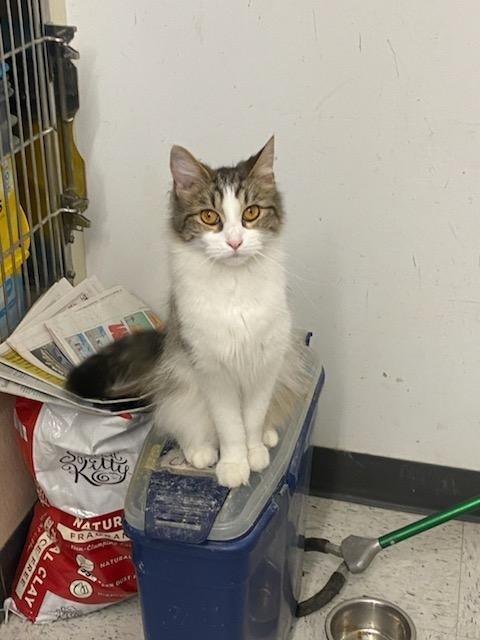 Janis Joplin, a ADOPTABLE Domestic Medium Hair in Rock Falls, IL image 1/3