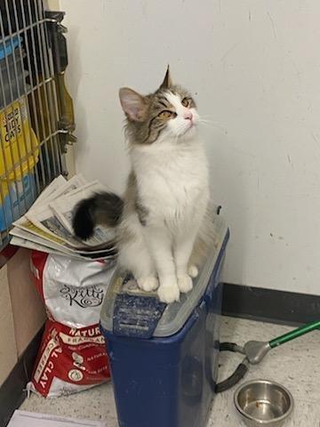 Janis Joplin, a ADOPTABLE Domestic Medium Hair in Rock Falls, IL image 2/3