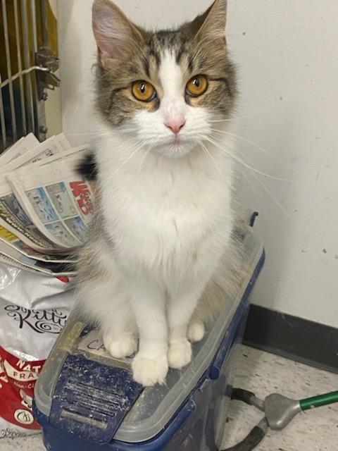 Janis Joplin, a ADOPTABLE Domestic Medium Hair in Rock Falls, IL image 3/3