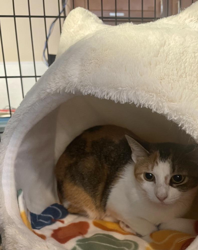 W2 JUANITA, Adoptable, Adult Female Domestic Short Hair.