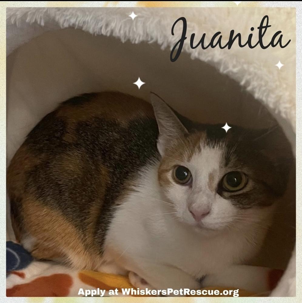 W2 JUANITA, a Adoptable mixed breed in Southbury, CT image 3/5