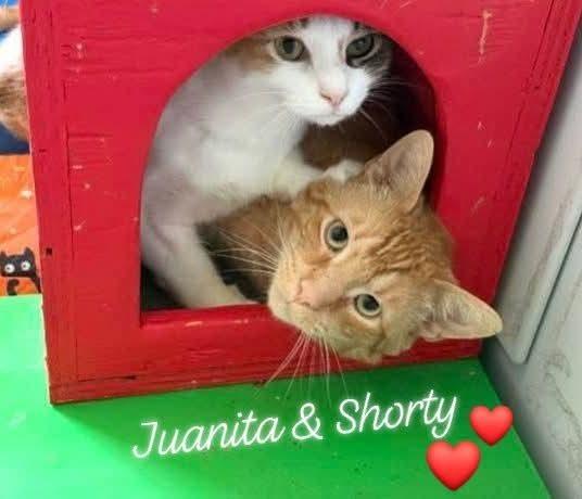 W2 JUANITA, a Adoptable mixed breed in Southbury, CT image 5/6