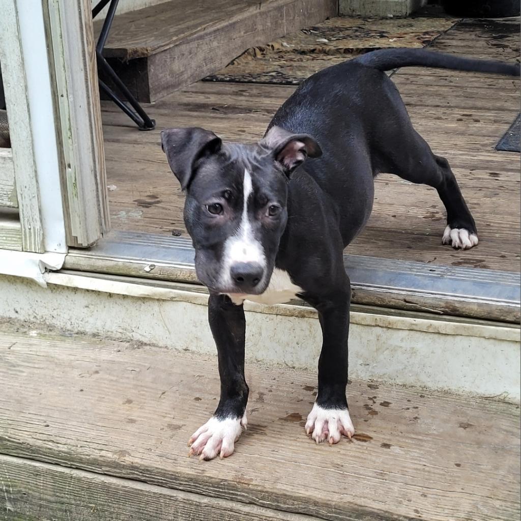 Brady, Adoptable, Adult Male American Bulldog.