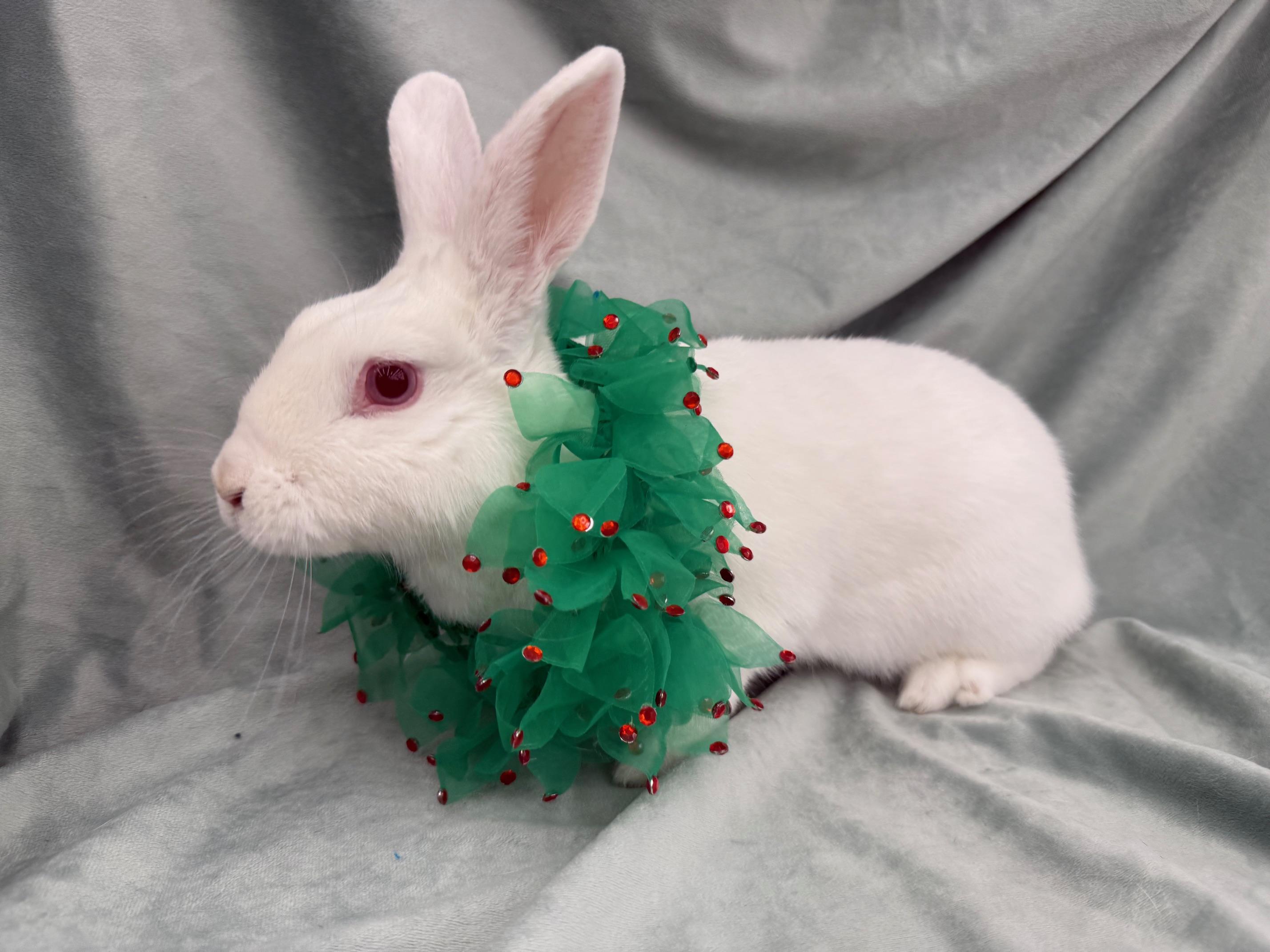 Enlarge Kiwi, a Adoptable mixed breed in Rancho Cordova, CA image 1/6