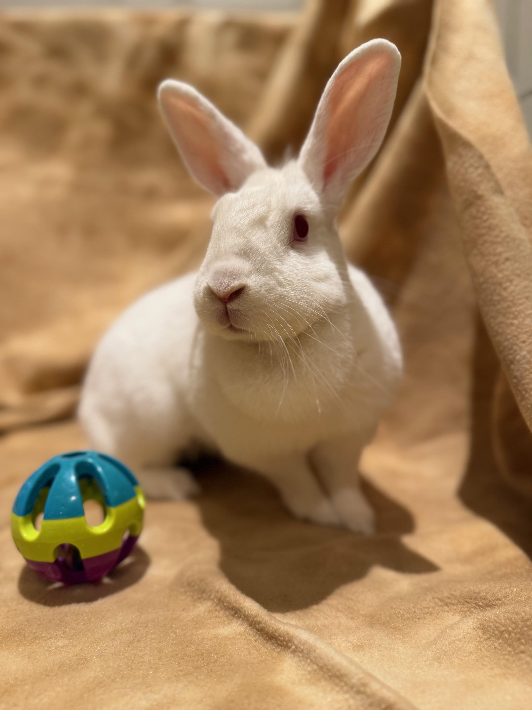 Enlarge Kiwi, a Adoptable mixed breed in Rancho Cordova, CA image 1/5