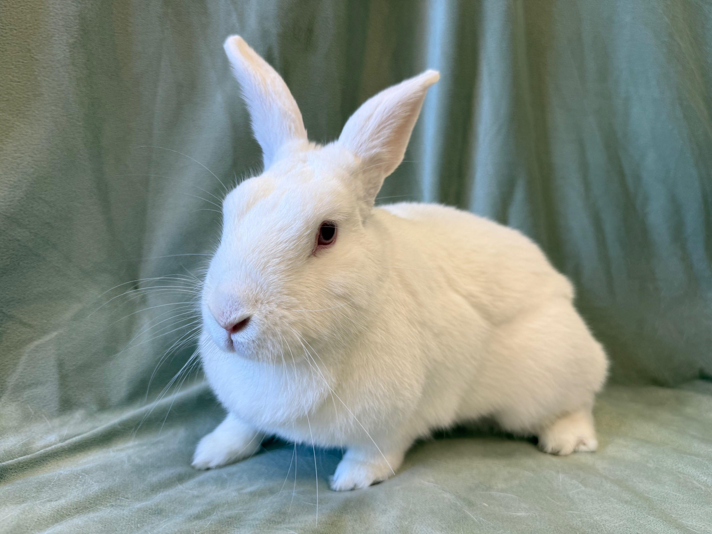 Enlarge Kiwi, a Adoptable mixed breed in Rancho Cordova, CA image 3/6