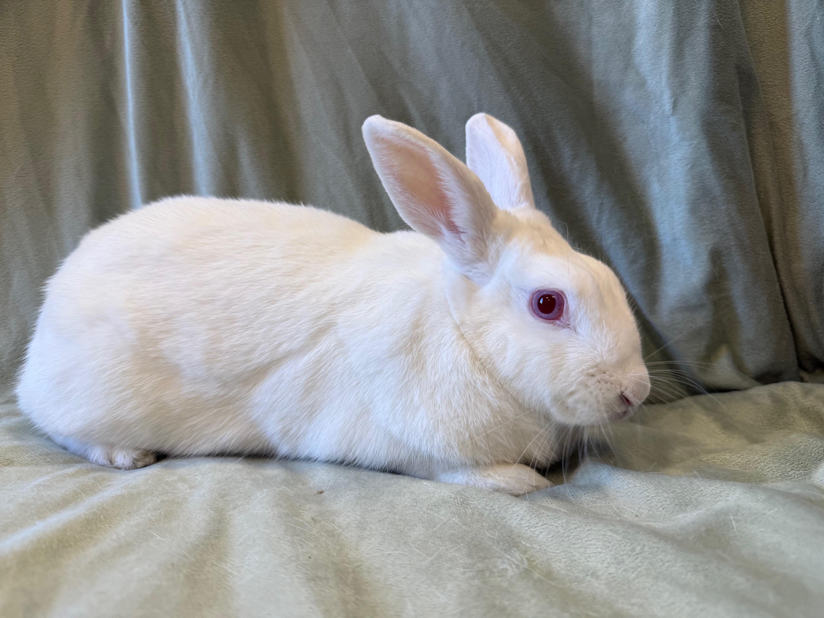 Enlarge Kiwi, a Adoptable mixed breed in Rancho Cordova, CA image 4/6