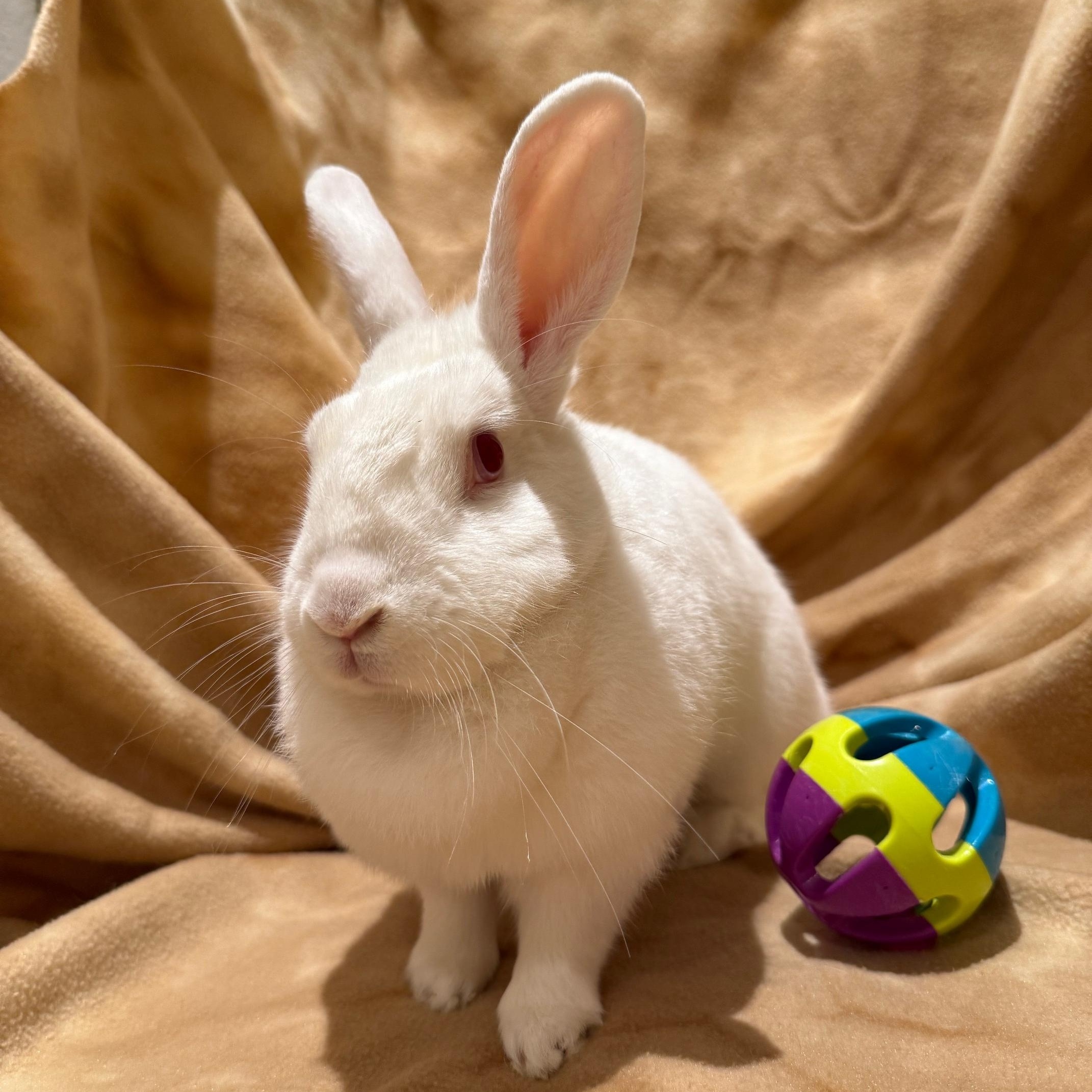 Enlarge Kiwi, a Adoptable mixed breed in Rancho Cordova, CA image 2/5