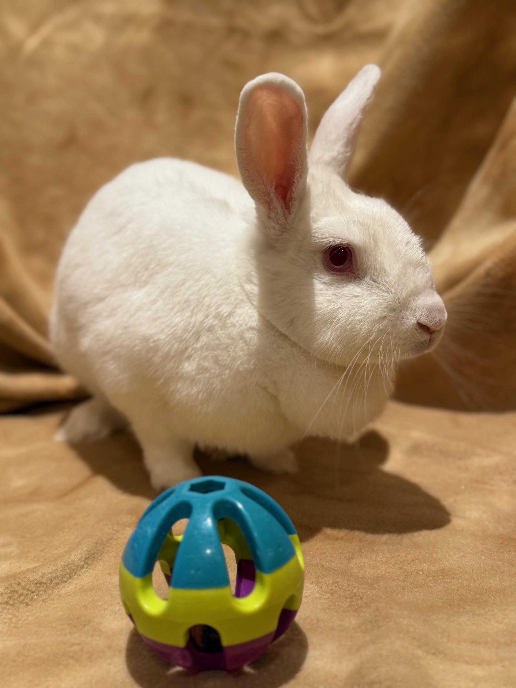 Kiwi, Adoptable, Adult Female Bunny Rabbit.
