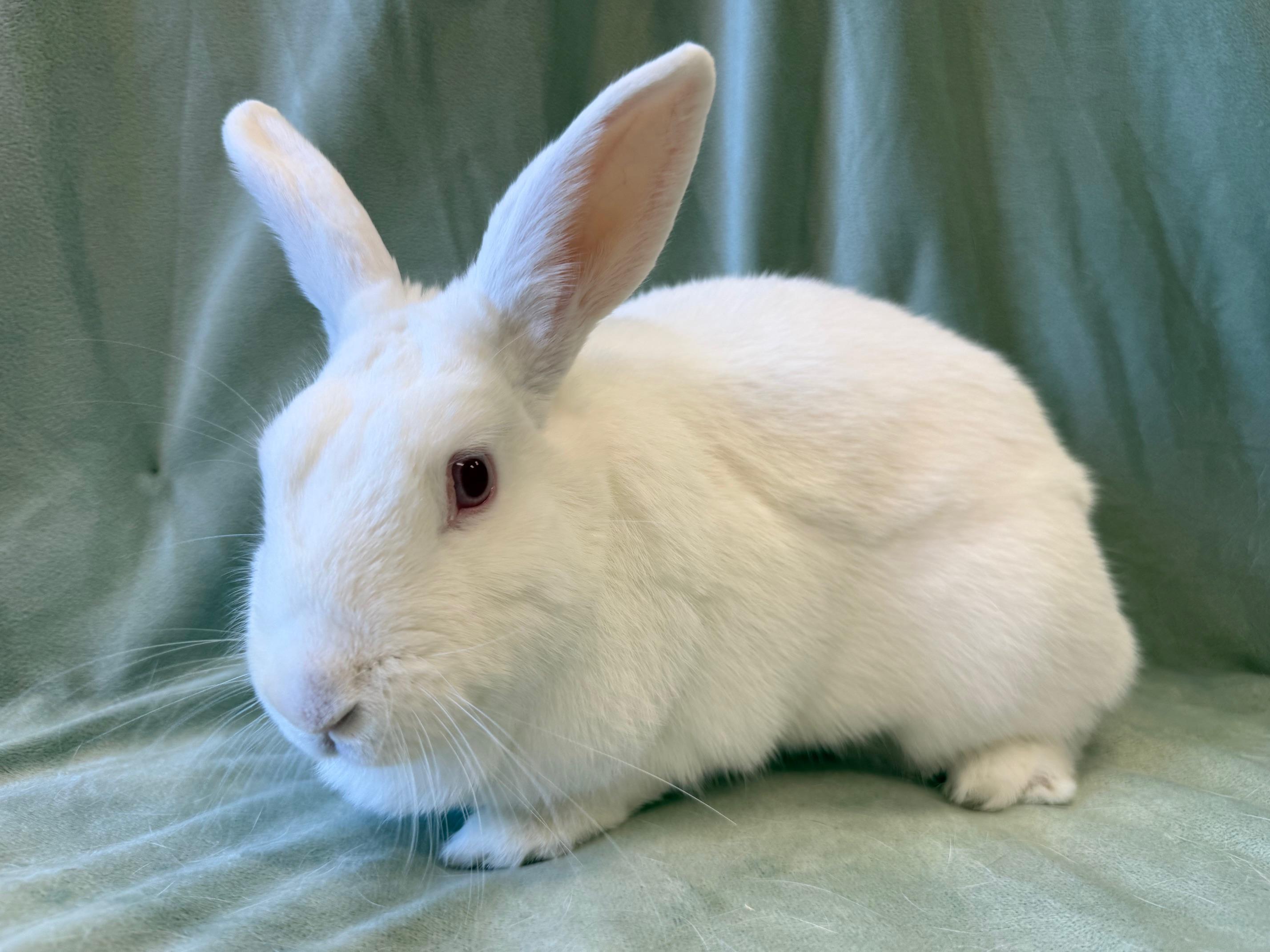 Enlarge Kiwi, a Adoptable mixed breed in Rancho Cordova, CA image 4/5