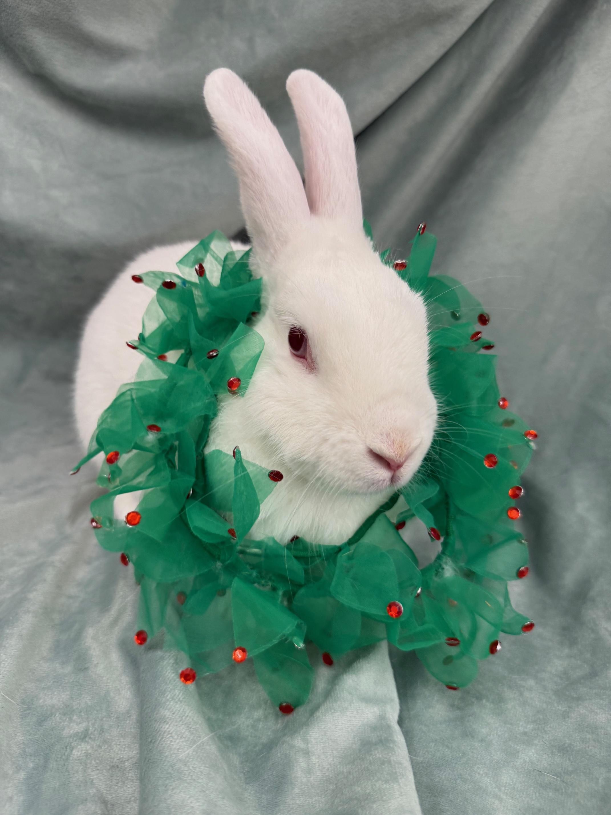 Enlarge Kiwi, a Adoptable mixed breed in Rancho Cordova, CA image 5/6