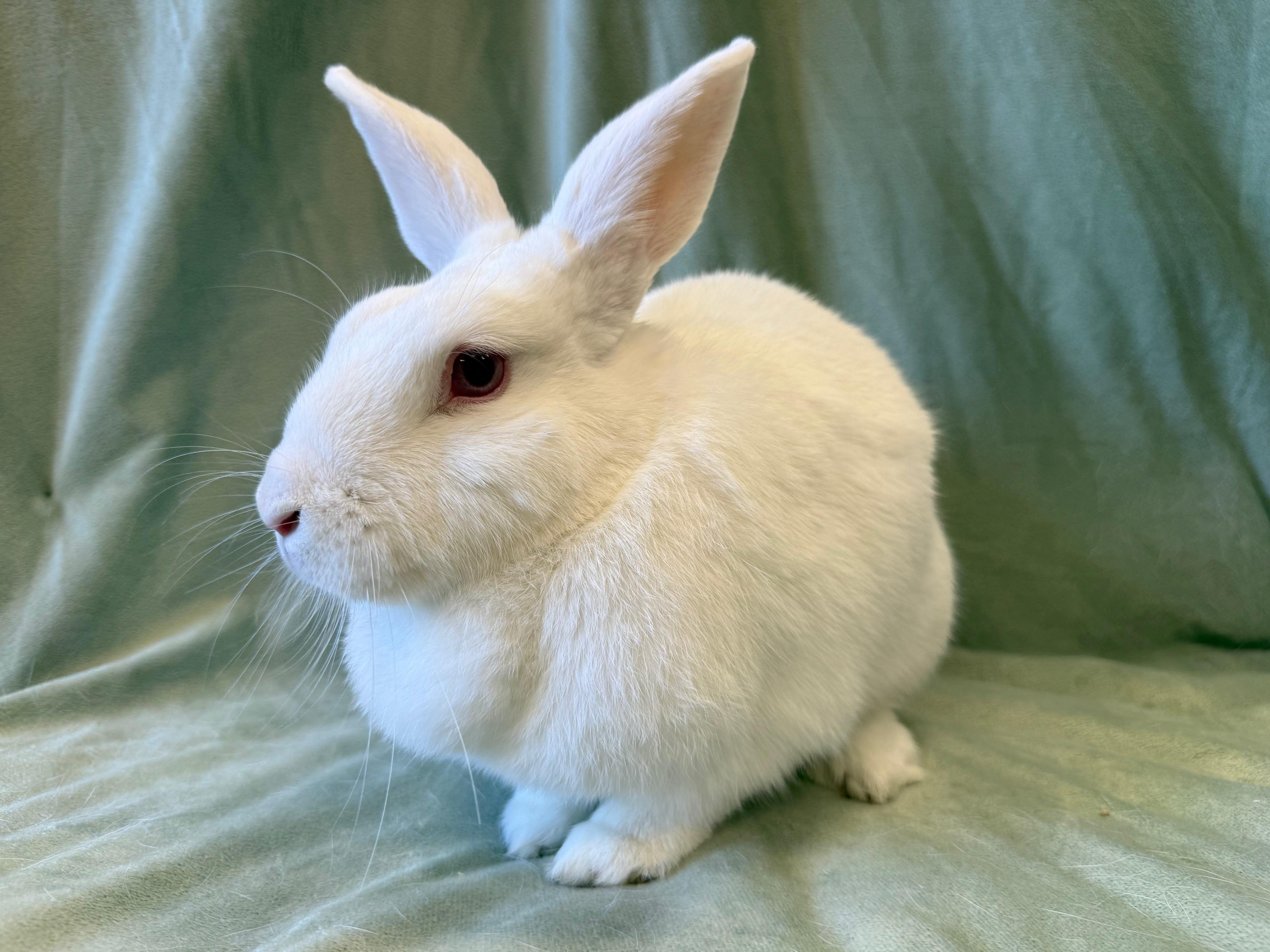 Enlarge Kiwi, a Adoptable mixed breed in Rancho Cordova, CA image 6/6