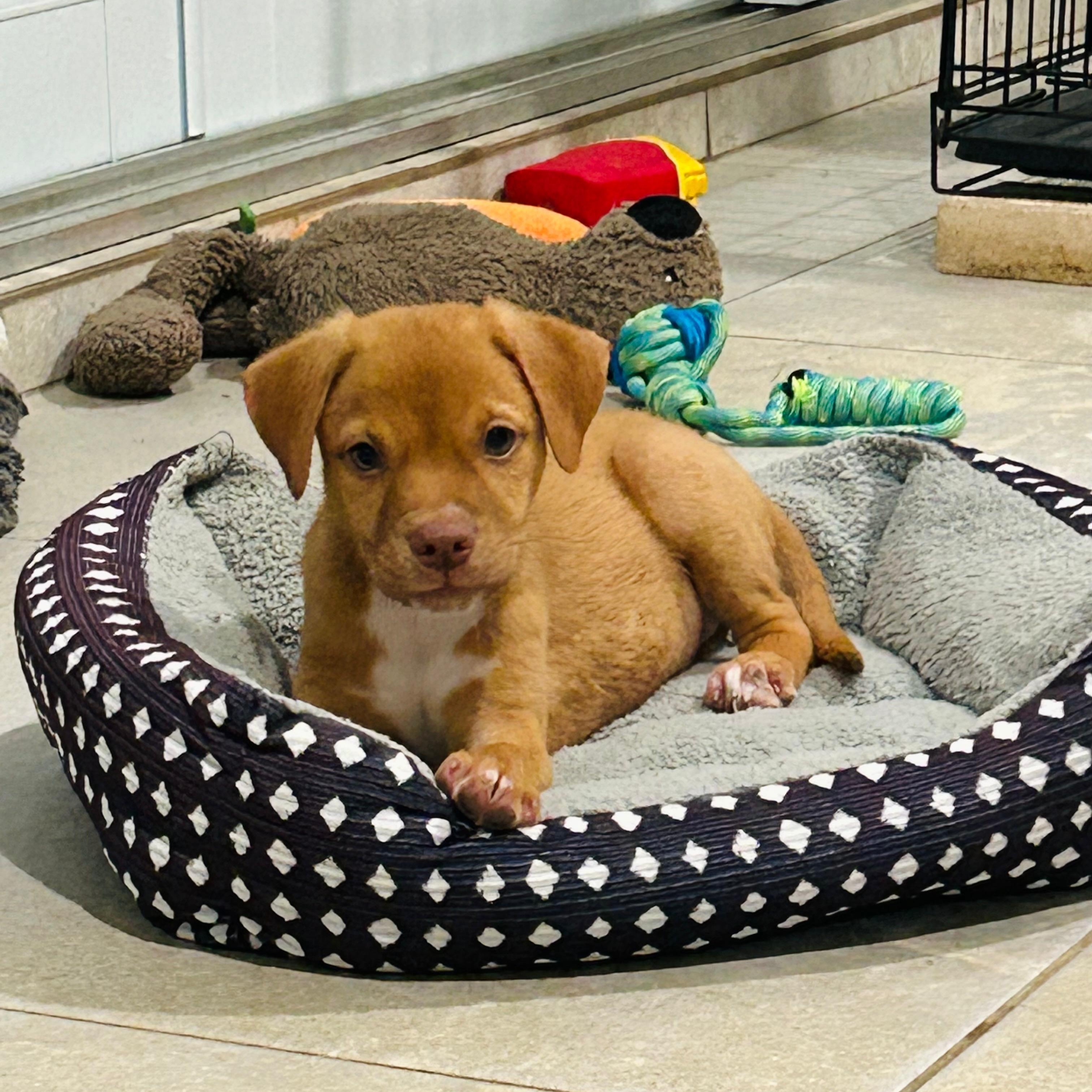 Suki, adoptable, Puppy Female Labrador Retriever.