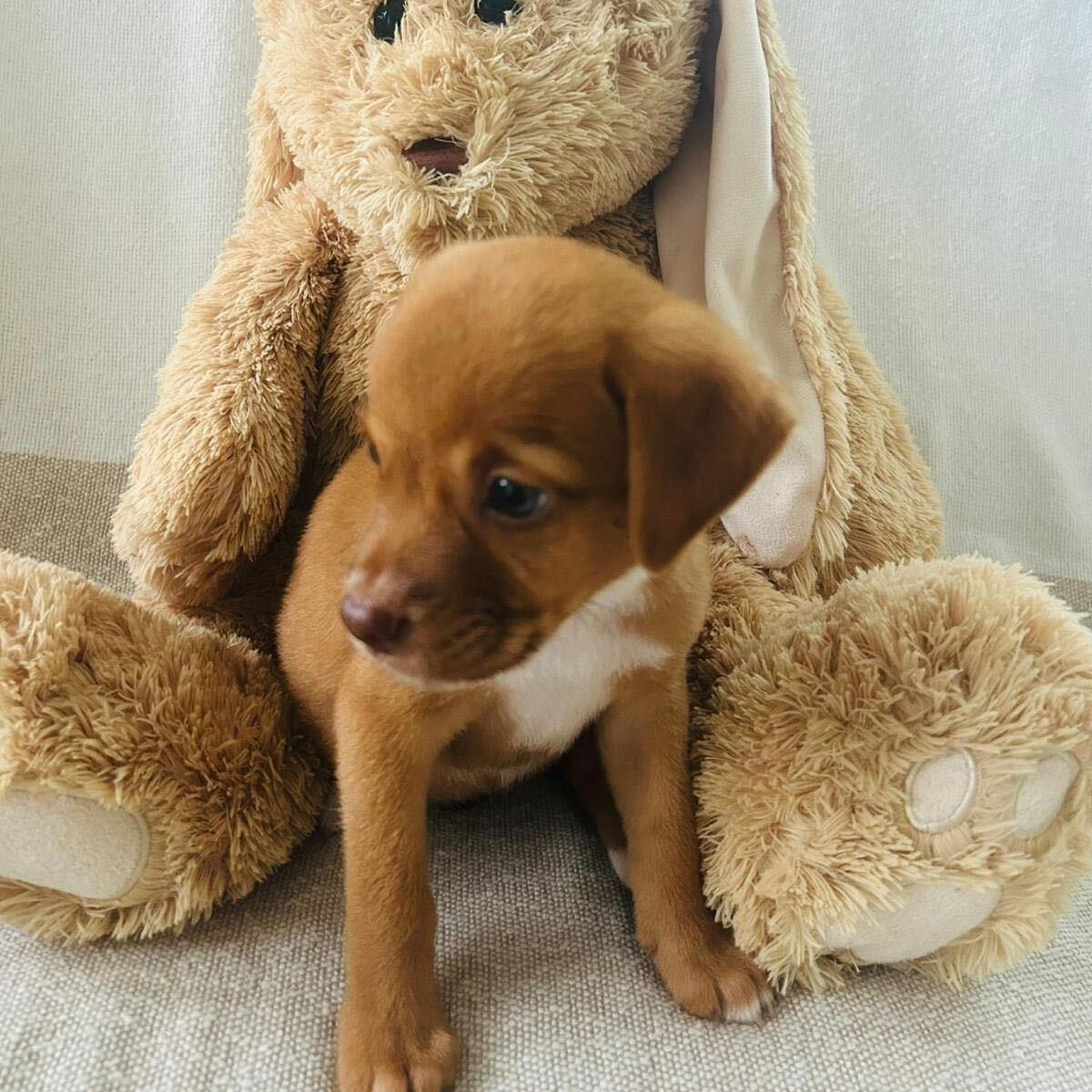 Suki, an adoptable mixed breed in Fort Belvoir, VA image 3/4