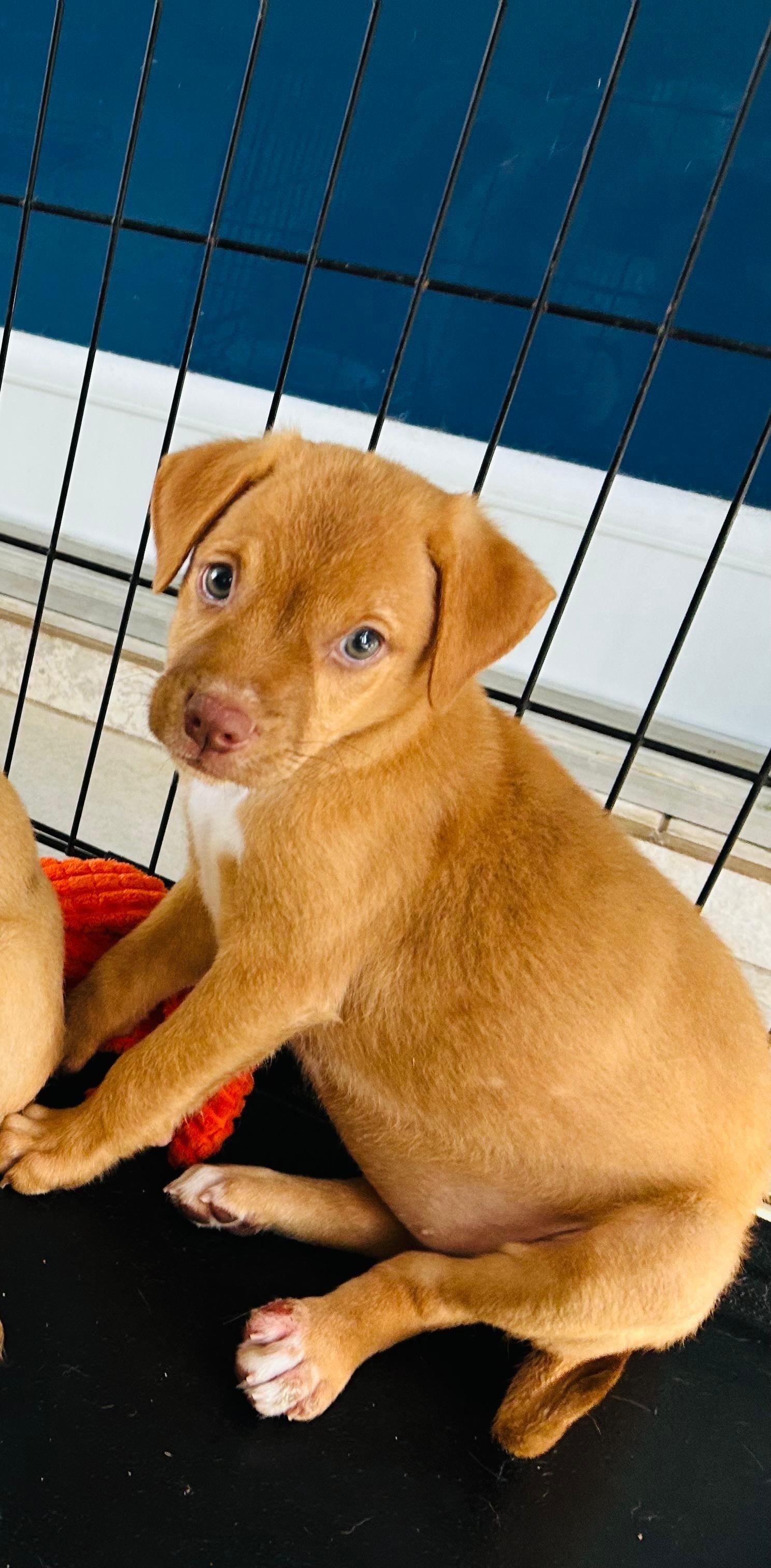 Suki, an adoptable mixed breed in Fort Belvoir, VA image 2/4