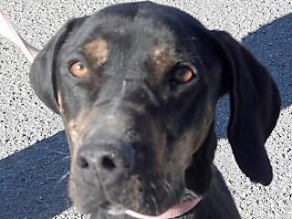 Ernie, Adoptable, Adult Male Hound & Plott Hound.