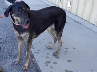 Enlarge Ernie, a Adoptable mixed breed in Anaconda, MT image 3/6