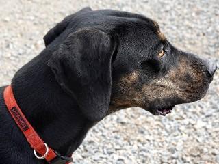 Ernie, Adoptable, Adult Male Hound & Plott Hound.
