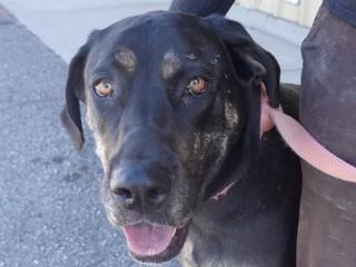Ernie, Adoptable, Adult Male Hound & Plott Hound.