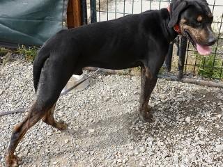 Ernie, a Adoptable mixed breed in Anaconda, MT image 4/4