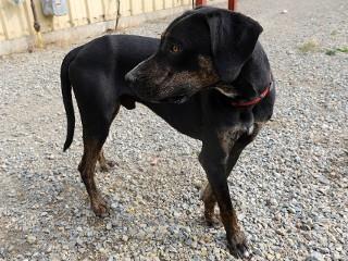 Ernie, a Adoptable mixed breed in Anaconda, MT image 3/4