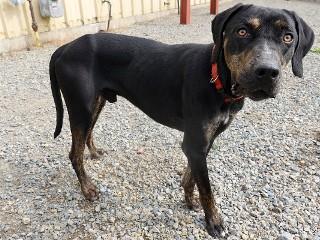 Ernie, Adoptable, Adult Male Hound & Plott Hound.