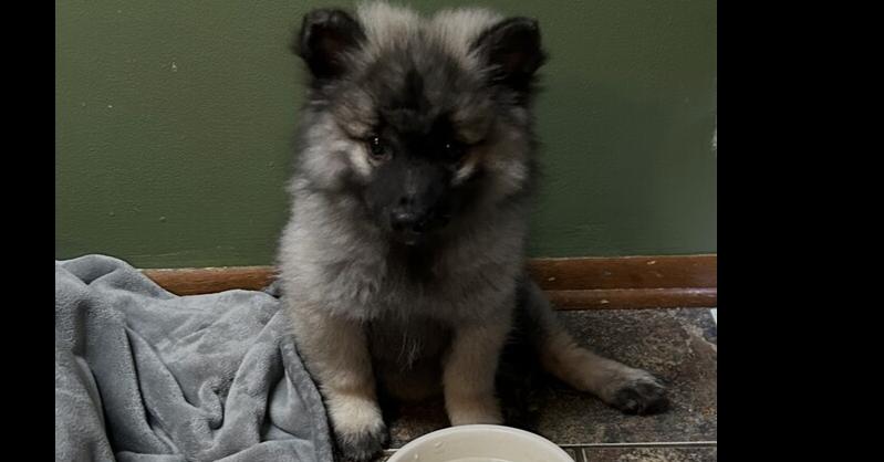 Enlarge Keeshond-Furby, a Adoptable Keeshond in Omaha, NE image 1/1